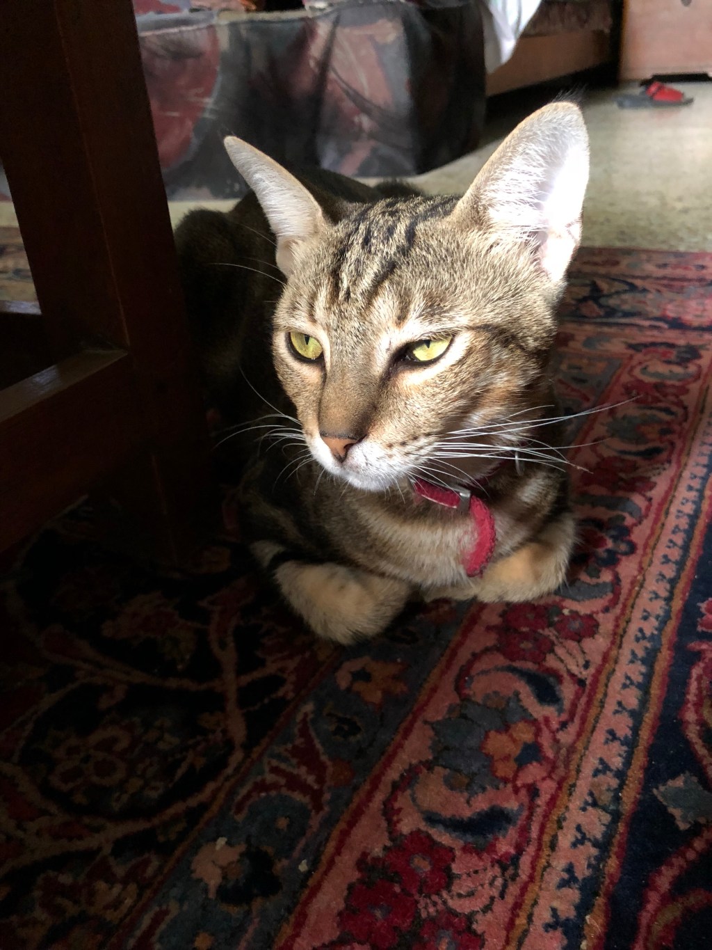 Cats V/s Dogs&nbsp;Behavior