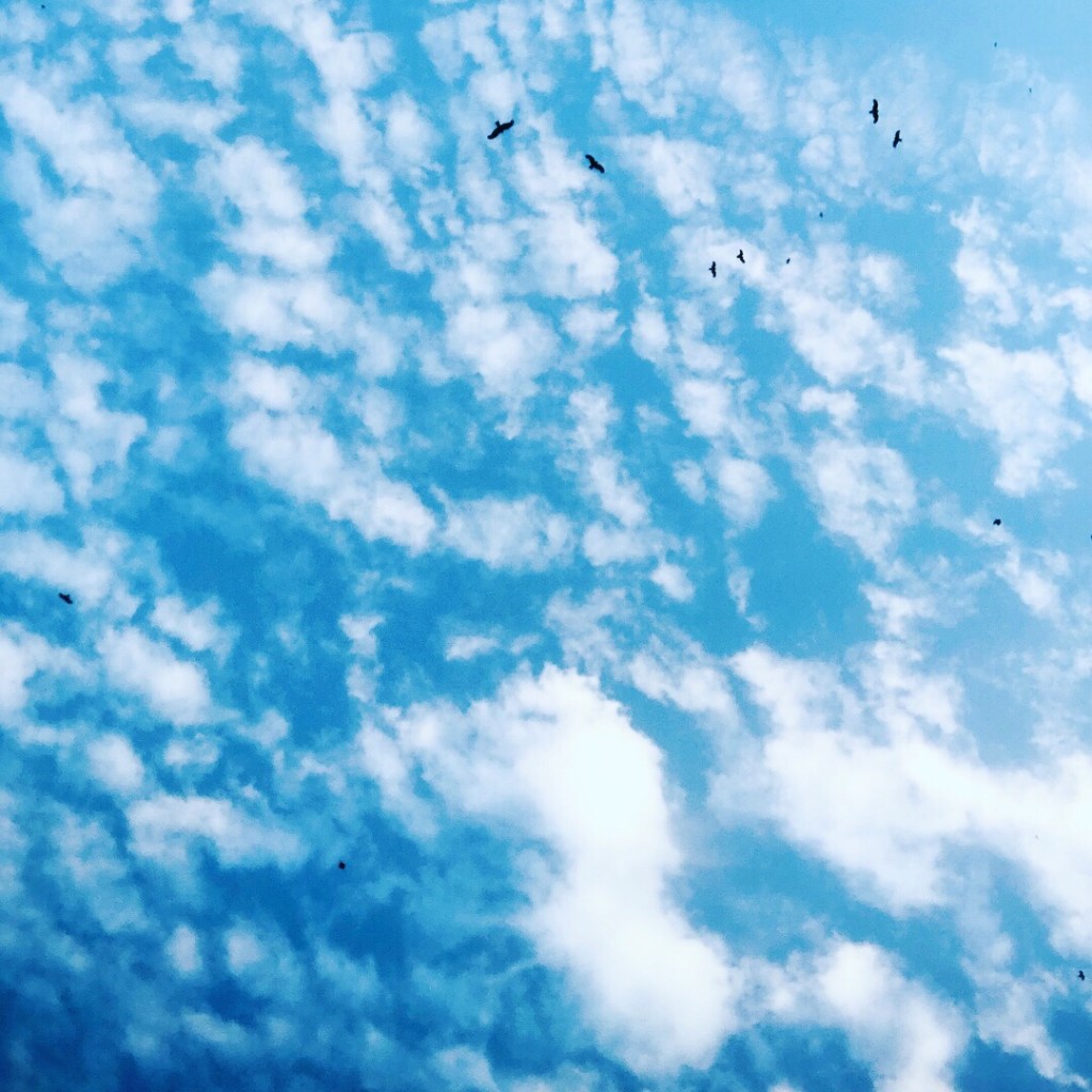 Pawfect Weather For Paw&nbsp;Friends