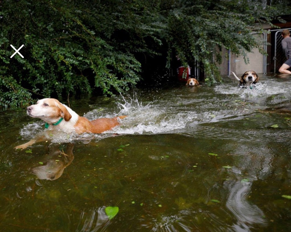Domestic Pets Left Behind By Their Owners During Hurricane&nbsp;Florence