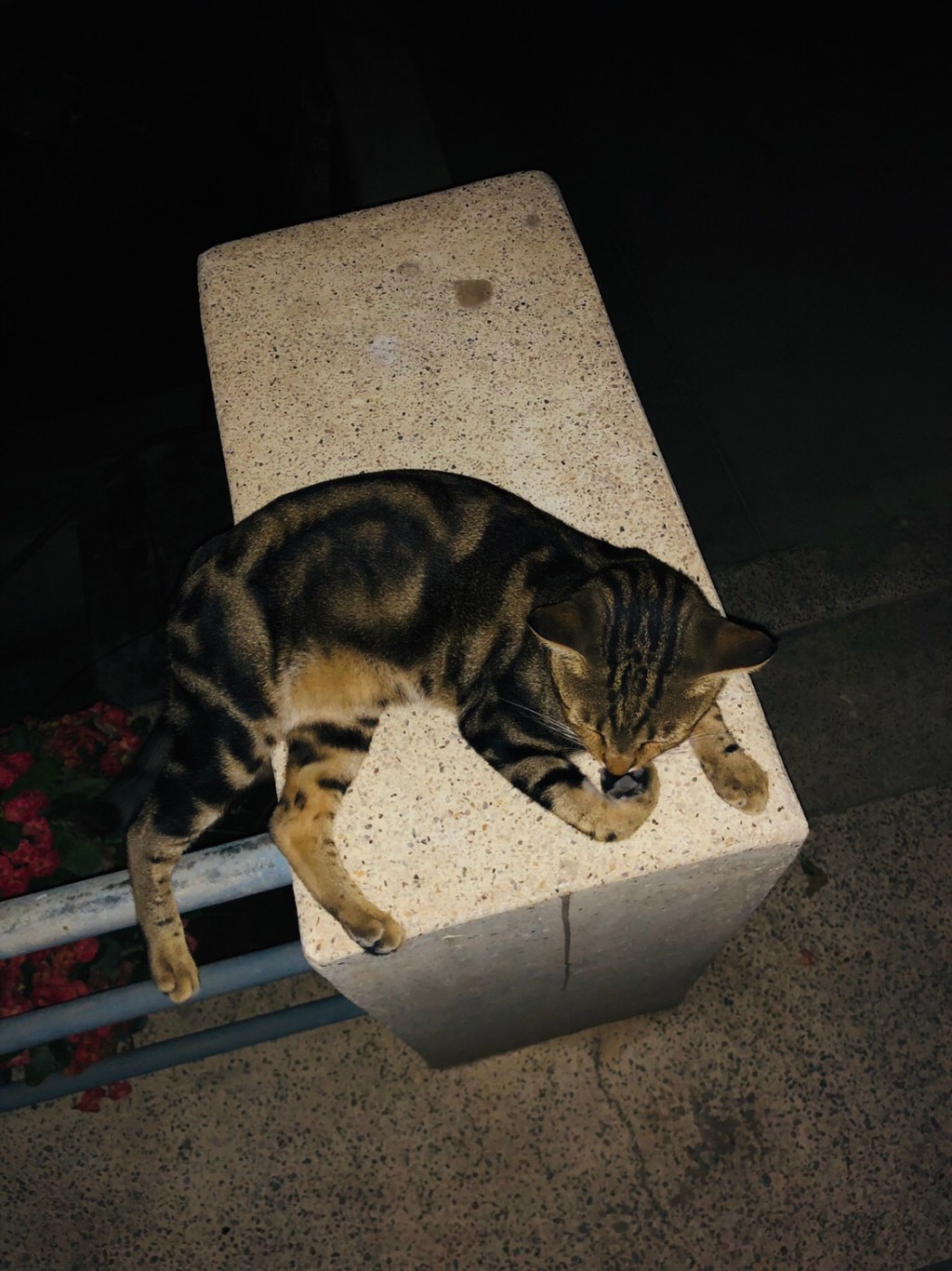 The Love For The Dog&nbsp;Food