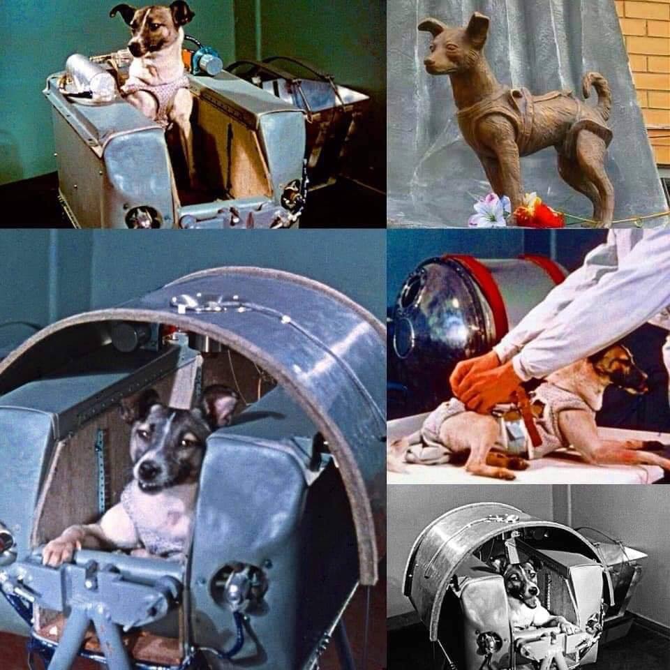 Laika-The First Space&nbsp;Dog!