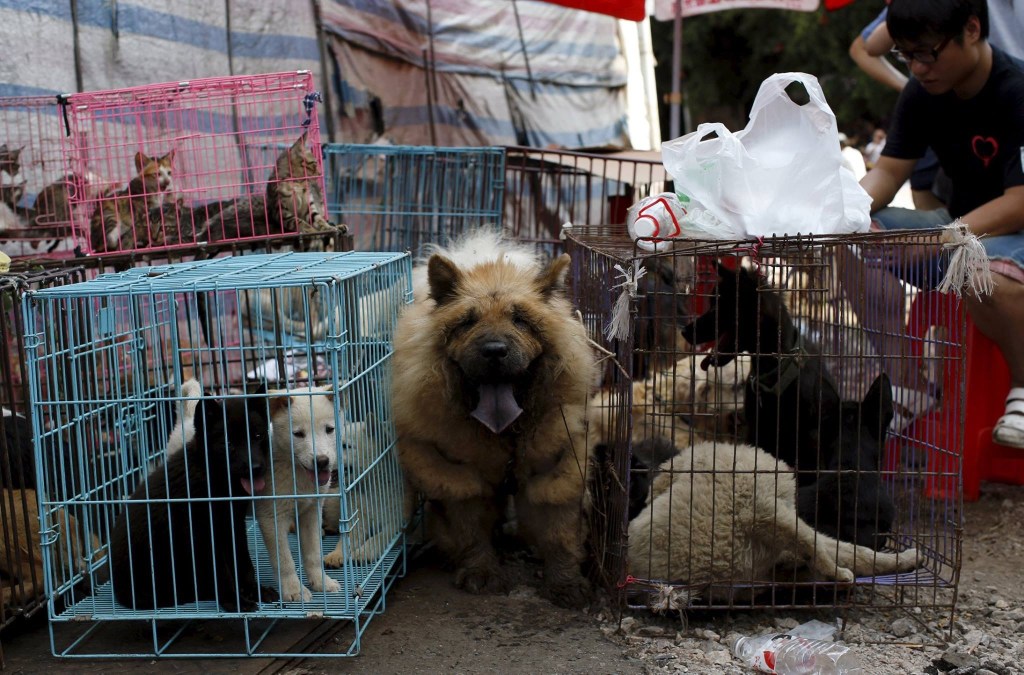 Yulin Festival (Part 3)