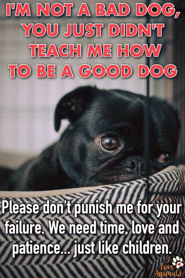 Pet Owners And Their Training