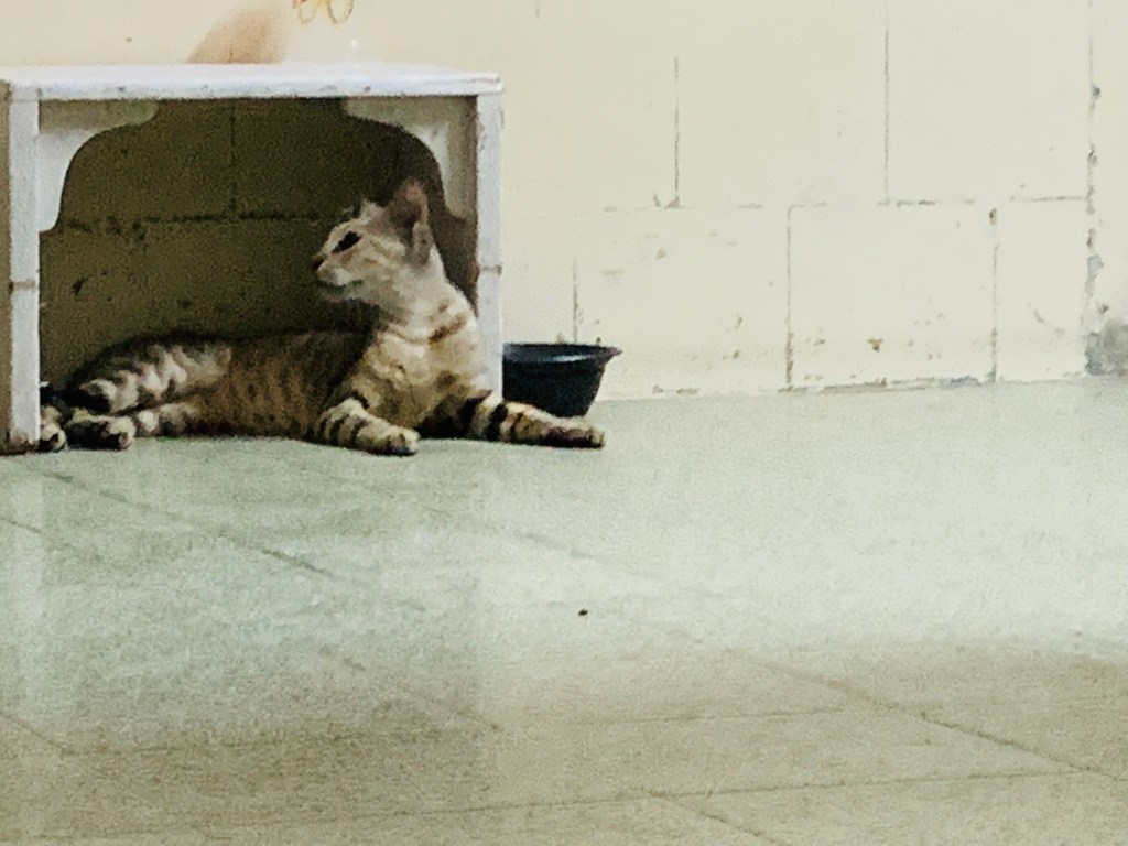 Meet ‘Tiny’ The Rescued&nbsp;Cat