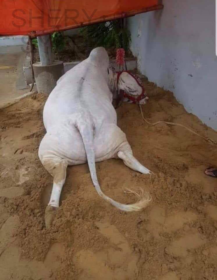 Karachi Rains Made Life Miserable For The Abandoned&nbsp;Animals