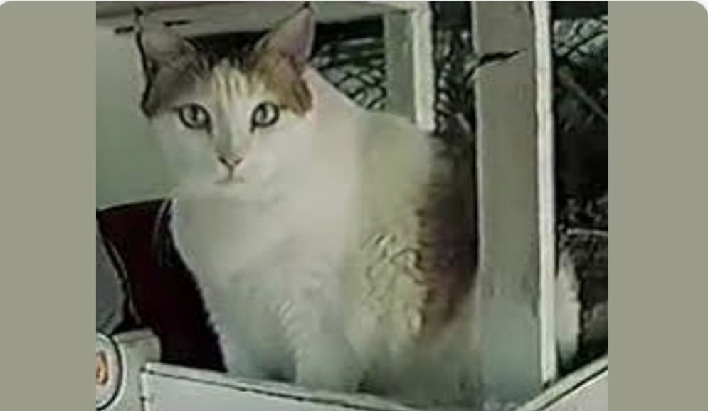 In Case You Missed It: World’s Oldest&nbsp;Cat