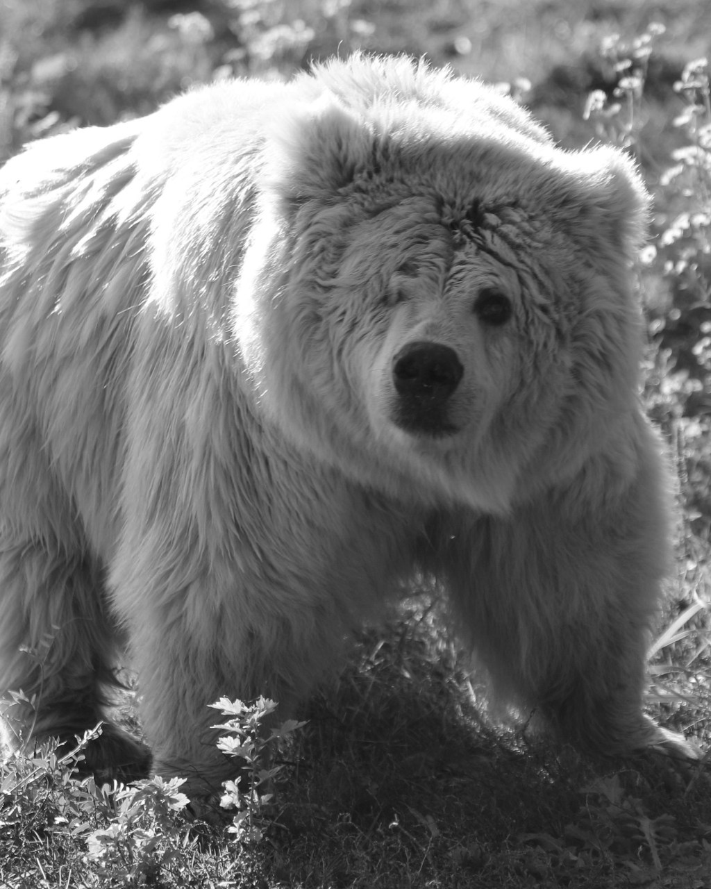 Himalayan Brown Bear “Kristina”