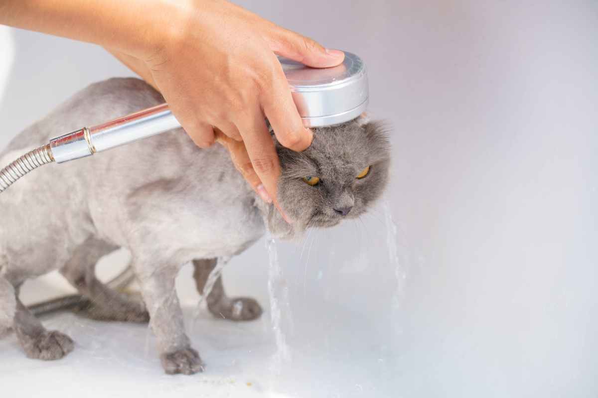 Giving Bath To Animals On A Regular Basis – Hena's Blog For Paws