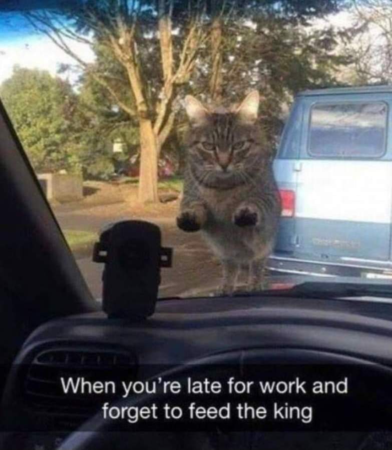 Saturday Post: Did You Feed The&nbsp;Cat?