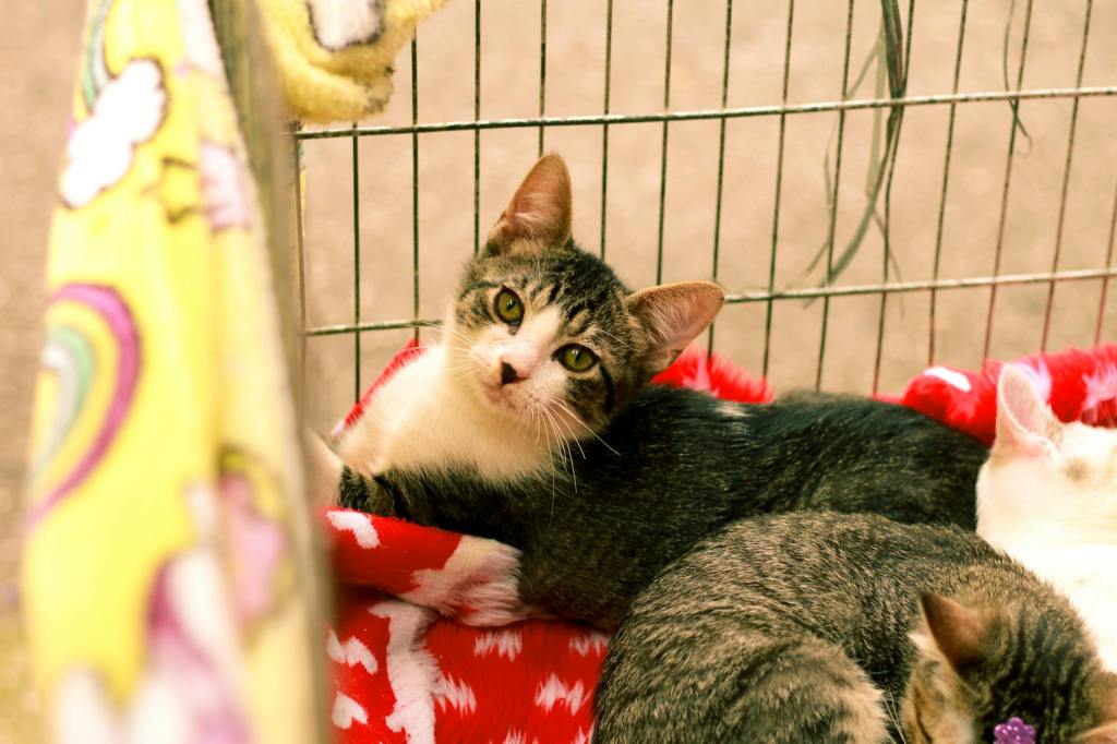 Friday Post: Pets Are A Blessing In A&nbsp;Household