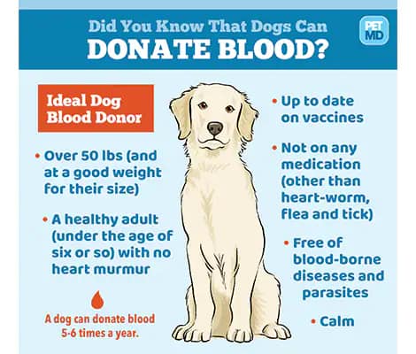 How to Choose a Healthy Donor for Dog Blood&nbsp;Transfusions