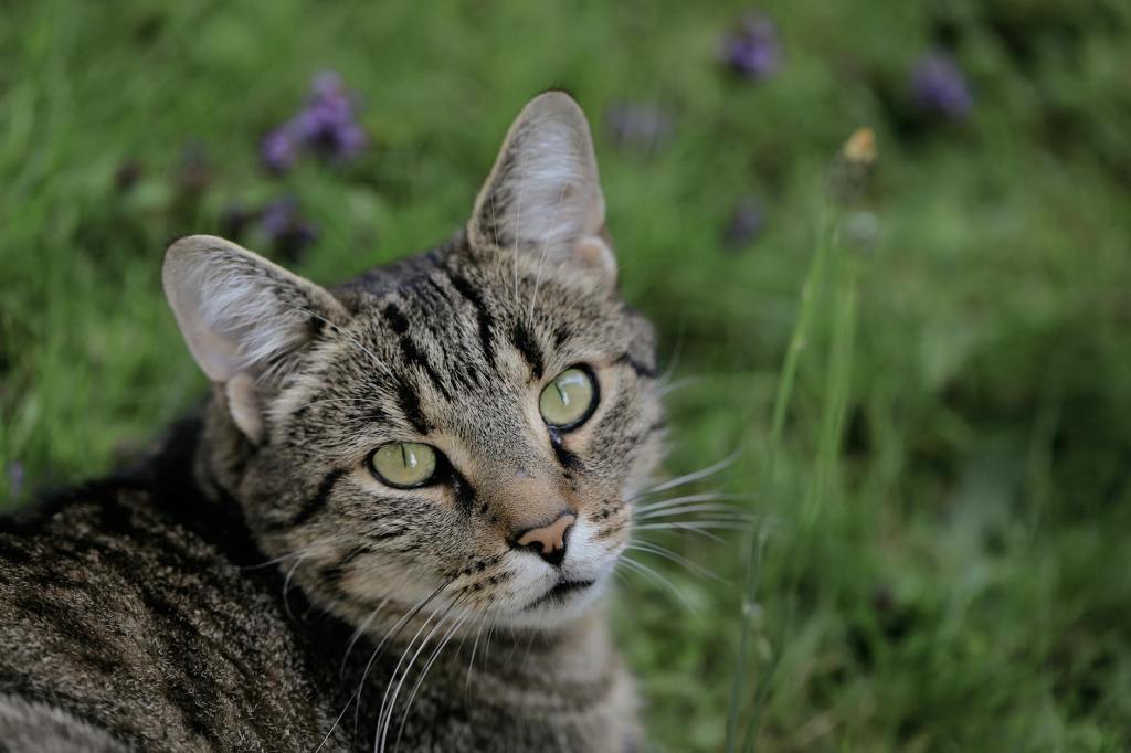 Importance Of Deworming In&nbsp;Cats